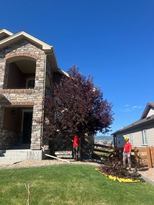 Before Structural Pruning - Castle Pines Colorado - Before and After - Structural Pruning - Castle Pines Colorado Before Structural Pruning - Castle Pines Colorado - Before and After - Structural Pruning - Castle Pines Colorado