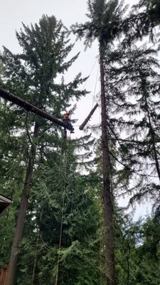 Complex Rigging - Our crews had the expertise needed for this tree removal that required precision rigging in order to keep the landscape, fencing, and buildings below safe. Complex Rigging - Our crews had the expertise needed for this tree removal that required precision rigging in order to keep the landscape, fencing, and buildings below safe.