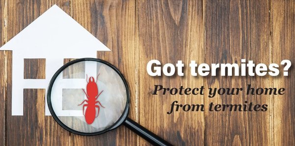 Termite inspection
Termite treatment
Termite fumigation - If you're looking for effective **termite inspection near me**, it's crucial to find the **best pest control for termites** in your area. Professional **termite control** services provide comprehensive **termite treatment** options tailored to your specific needs. A thorough **termite inspection** is the first step in identifying any infestations and preventing further damage to your property. Don't wait until it's too late; schedule your inspection today to ensure your home remains safe and termite-free! Termite inspection
Termite treatment
Termite fumigation - If you're looking for effective **termite inspection near me**, it's crucial to find the **best pest control for termites** in your area. Professional **termite control** services provide comprehensive **termite treatment** options tailored to your specific needs. A thorough **termite inspection** is the first step in identifying any infestations and preventing further damage to your property. Don't wait until it's too late; schedule your inspection today to ensure your home remains safe and termite-free!