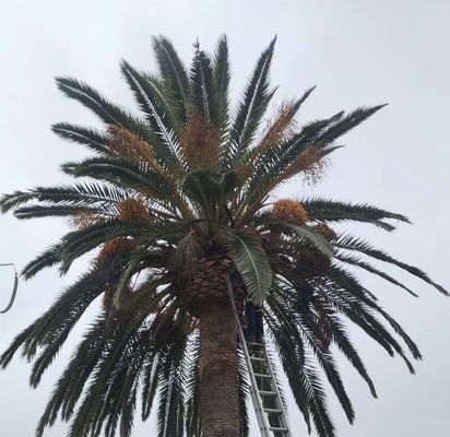 Phoenix Canary Date Palm. - This job was requested by a recurring customer. We where quick and sufficient with the job only taking a couple hours cleaning up the tree itself and the palm tree debris. We left the area nice and clean leaving our customer satisfied. Phoenix Canary Date Palm. - This job was requested by a recurring customer. We where quick and sufficient with the job only taking a couple hours cleaning up the tree itself and the palm tree debris. We left the area nice and clean leaving our customer satisfied.