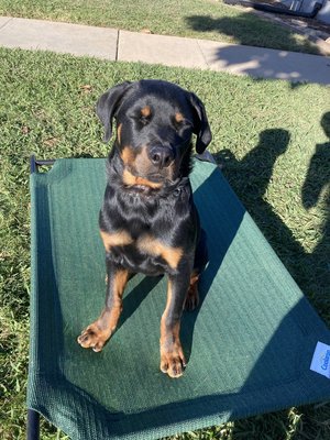 Dog Obedience Training. - I work with all breeds, all behaviors and all owners, I am here trying to help out owners on how they want their dog to act accordingly around the house or on walks. Dog Obedience Training. - I work with all breeds, all behaviors and all owners, I am here trying to help out owners on how they want their dog to act accordingly around the house or on walks.