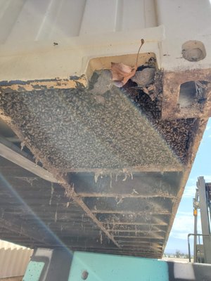 Live Bee Removal & Relocation under storage containers - Here we are at Riverside National Cemetery. Live Bee Removal & Relocation under storage containers - Here we are at Riverside National Cemetery.