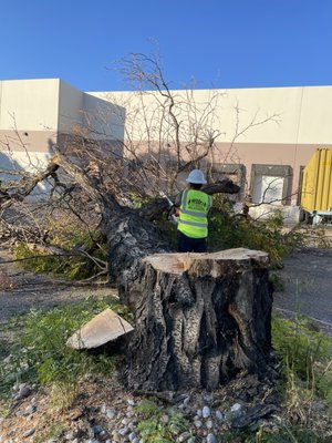 Tree Removal - This job was on a commercial place that was a 1 tree removal and 7 tree trimming on commercial building! Tree Removal - This job was on a commercial place that was a 1 tree removal and 7 tree trimming on commercial building!