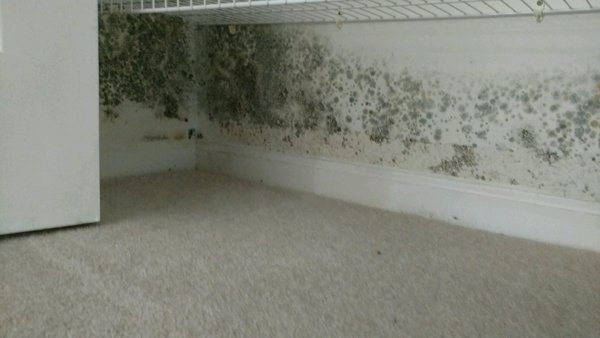 Professional Mold Removal in Waxhaw, NC - Mold Removal Project Completed in Fort Mill, SC
A hidden long-term plumbing leak inside a closet led to extensive water damage and significant organic mold growth behind the walls and throughout the affected materials. By the time the issue was discovered, moisture had saturated the drywall, insulation, and framing, creating the perfect environment for mold to thrive.
Our team responded quickly to contain the affected area and prevent cross-contamination throughout the home. Using professional containment barriers, HEPA air filtration, and industry-approved remediation procedures, we safely removed mold-contaminated materials and addressed the moisture damage at its source.
✅ Mold-contaminated drywall removed
✅ HEPA air scrubbers deployed
✅ Structural framing cleaned and treated
✅ Moisture source identified and corrected
✅ Complete mold remediation performed according to industry standards
Mold growth caused by hidden leaks can often remain unnoticed for months, leading to property damage, musty odors, and potential indoor air quality concerns. If you’ve experienced a leak, notice staining on walls, or smell a persistent musty odor, it’s important to act quickly before the damage spreads.
Proudly serving Fort Mill, SC and surrounding communities with professional mold remediation, water damage restoration, and emergency response services.
Contact 247 AquaDry today for a professional mold inspection and remediation consultation. Professional Mold Removal in Waxhaw, NC - Mold Removal Project Completed in Fort Mill, SC
A hidden long-term plumbing leak inside a closet led to extensive water damage and significant organic mold growth behind the walls and throughout the affected materials. By the time the issue was discovered, moisture had saturated the drywall, insulation, and framing, creating the perfect environment for mold to thrive.
Our team responded quickly to contain the affected area and prevent cross-contamination throughout the home. Using professional containment barriers, HEPA air filtration, and industry-approved remediation procedures, we safely removed mold-contaminated materials and addressed the moisture damage at its source.
✅ Mold-contaminated drywall removed
✅ HEPA air scrubbers deployed
✅ Structural framing cleaned and treated
✅ Moisture source identified and corrected
✅ Complete mold remediation performed according to industry standards
Mold growth caused by hidden leaks can often remain unnoticed for months, leading to property damage, musty odors, and potential indoor air quality concerns. If you’ve experienced a leak, notice staining on walls, or smell a persistent musty odor, it’s important to act quickly before the damage spreads.
Proudly serving Fort Mill, SC and surrounding communities with professional mold remediation, water damage restoration, and emergency response services.
Contact 247 AquaDry today for a professional mold inspection and remediation consultation.