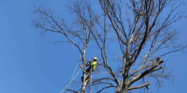 Tree Removal & Trimming - Prevent Accidents and Injuries by Taking Care of Your Trees
Turn to us for tree removal services in Terrell, Mesquite, Rockwall, TX and surrounding areas
Are there hazardous trees growing too close to your home or power-lines? Removing these trees can help prevent accidents and injuries.

If you're dealing with hazardous trees around your Terrell, Rockwall or Mesquite, TX property, just call the professionals at Daniel's Tree Experts. We offer exceptional tree removal services. We have the tools needed to remove any tree, no matter how big or small. Once we remove the tree, we can haul it away or leave the wood for your use.

Call us today to learn more about our tree removal services.

Keep your trees healthy
If unsightly trees are ruining your curb appeal, reach out to Daniel's Tree Experts for tree trimming services. We'll come to your property and inspect your trees for any damage. Then, we'll carefully trim away all the dead and diseased branches. You can count on us to make your trees look better than ever.

Contact us now to arrange for tree trimming services.