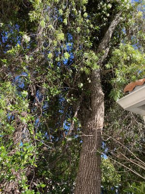Tree removal service - Call us today for your tree removal and stump removal project