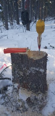 Pine Beetle Management - We specialize in removal & burning of the dead trees(Selected; high population).
Sledding into selected sites, felling, bucking & piling of selected trees. And then burning said piles of trees.
Reducing the spread of beetles.
Also removing potential hazardous trees. Pine Beetle Management - We specialize in removal & burning of the dead trees(Selected; high population).
Sledding into selected sites, felling, bucking & piling of selected trees. And then burning said piles of trees.
Reducing the spread of beetles.
Also removing potential hazardous trees.