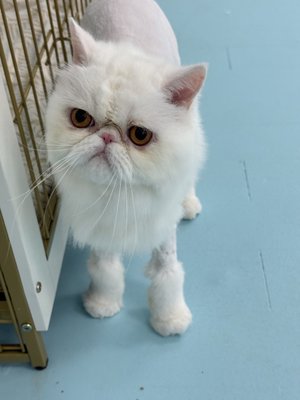 Cat Full Grooming Service - Bath, blueberry Facial,light Brush, Blow-Dry, Ear Cleaning, Nail Trimming & buffing, & Teeth Brushing and haircut Cat Full Grooming Service - Bath, blueberry Facial,light Brush, Blow-Dry, Ear Cleaning, Nail Trimming & buffing, & Teeth Brushing and haircut