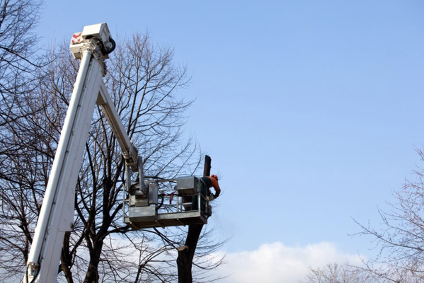 Regular Tree Trimming for Healthy Trees - Do you have some trees on your property that need to be trimmed? Are there a lot of fallen branches on the ground? Has it been so long since you last had the trees trimmed? If that is the case, consider having your trees trimmed by a professional such as Elder Tree Service. After all, you can’t just cut the branches of the trees however you want. If you do so, you could end up harming the health of your tree. Take advantage of the tree trimming services that we offer to our clients in West Des Moines, IA and you’ll have healthy and presentable trees on your property. Regular Tree Trimming for Healthy Trees - Do you have some trees on your property that need to be trimmed? Are there a lot of fallen branches on the ground? Has it been so long since you last had the trees trimmed? If that is the case, consider having your trees trimmed by a professional such as Elder Tree Service. After all, you can’t just cut the branches of the trees however you want. If you do so, you could end up harming the health of your tree. Take advantage of the tree trimming services that we offer to our clients in West Des Moines, IA and you’ll have healthy and presentable trees on your property.