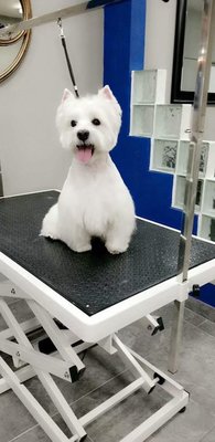 Dapper Doodle is happy to introduce Jason Whitsette to our wonderful team. - Jason has over 13 years of experience in grooming all types of dogs. He is passionate and kind. That is why we took him on. He can also tell you all about his fun experience on the hit grooming TV show, Haute Dog. We love your work Jason!! Dapper Doodle is happy to introduce Jason Whitsette to our wonderful team. - Jason has over 13 years of experience in grooming all types of dogs. He is passionate and kind. That is why we took him on. He can also tell you all about his fun experience on the hit grooming TV show, Haute Dog. We love your work Jason!!