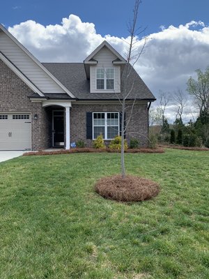 Pine needle - This client wanted new pine needle to be installed and we made it happen for a fair and affordable price! We installed the pine needle and used the leaf blower to tuck the pine straw in order to give it a nice finished look. Pine needle - This client wanted new pine needle to be installed and we made it happen for a fair and affordable price! We installed the pine needle and used the leaf blower to tuck the pine straw in order to give it a nice finished look.