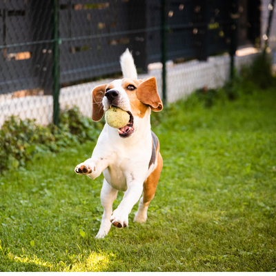 Pop-in Service for Pups - A typical pop-in visit to your pet will include a very big HELLO! I will come in and greet them with a lot of enthusiasm and then head right outside to potty. We'll spend some time out there hoping to see some action (which I will clean up afterwards). If the weather's good we'll play around outdoors and get some good fresh air and exercise.
Once inside we'll look around for some toys and treats and have some fun playing hide and seek, or just hang about getting a good belly rub/back scratch. Whatever makes your pup wag his tail will signal that I GOT IT RIGHT and we'll do it all over again!
Finally I'll get the dinner ready and watch while it's gobbled up. I'll clean up and reset for the next visit.
I get to be the "good guy" and if your pup could talk I'd bet he/she would agree... Pop-in Service for Pups - A typical pop-in visit to your pet will include a very big HELLO! I will come in and greet them with a lot of enthusiasm and then head right outside to potty. We'll spend some time out there hoping to see some action (which I will clean up afterwards). If the weather's good we'll play around outdoors and get some good fresh air and exercise.
Once inside we'll look around for some toys and treats and have some fun playing hide and seek, or just hang about getting a good belly rub/back scratch. Whatever makes your pup wag his tail will signal that I GOT IT RIGHT and we'll do it all over again!
Finally I'll get the dinner ready and watch while it's gobbled up. I'll clean up and reset for the next visit.
I get to be the "good guy" and if your pup could talk I'd bet he/she would agree...