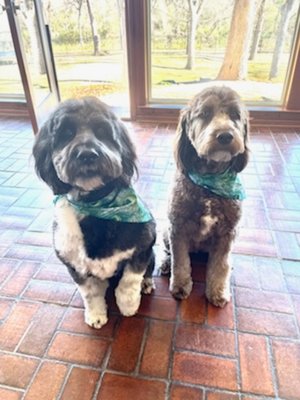 Bella&Nahla - Bella is an Ausiedoodle, Nalah a Labordoodle! Two very different coat types, same loveable attitudes. they took me 2 hours appease to complete.