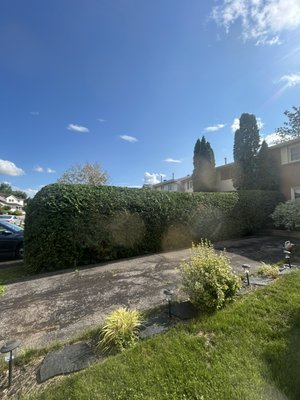Hedge Services - Professional hedge trimming services