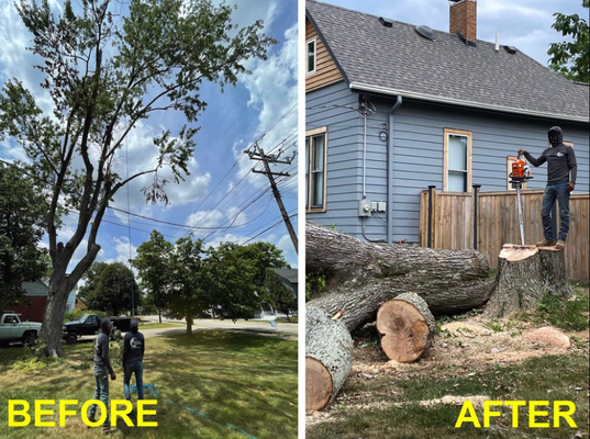 Tree & Stump Removal - Examples of some of our work. Call us today! Tree & Stump Removal - Examples of some of our work. Call us today!
