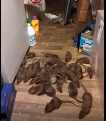 Rat infestation called in by homeowner - Good Life pest solutions is ready for any rodent problem your home may have, we approach every pest problem strategically and in a humane manner. 

Goodlifepest.com

Natpc.com