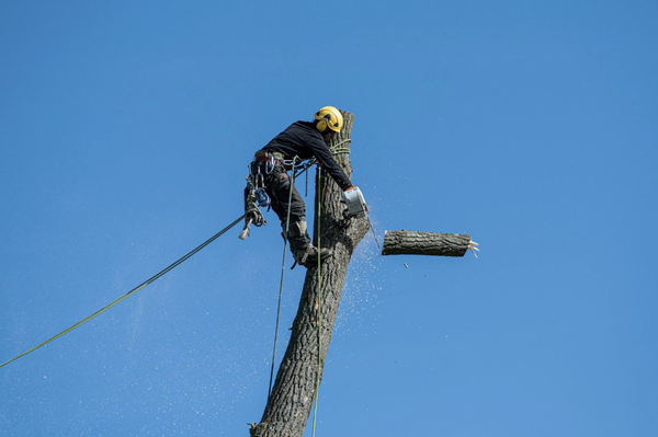 Tree Services | Servicio de Arboles - 1.) Expert Tree Trimming & Pruning: Maintain healthy, attractive trees with professional care.
2.) Safe Tree Removal: Fully insured removal of hazardous or unwanted trees.
3.) Stump Grinding & Removal: Efficient services to clear stumps and reclaim your yard space.
4.) Storm Damage Cleanup: Fast response to safely remove fallen or damaged trees after storms.
5.) Tree Planting Services: Select and plant the right trees to enhance your landscape.
6.) Disease & Pest Diagnosis: Identify and treat tree health issues promptly.
7.) Cabling & Bracing: Support and protect valuable trees from wind or structural stress.
8.) Debris Hauling & Cleanup: Complete removal of branches and wood for a tidy yard.
9.) Licensed & Insured Team: Trained professionals prioritizing safety and customer satisfaction.
10.) Satisfaction Guaranteed: Dedicated to top-quality service on every job.
-------------ESPAÑOL----------------
1.) Poda y Recorte Profesional de Árboles: Mantenemos tus árboles sanos y atractivos con cuidados expertos.
2.) Remoción Segura de Árboles: Eliminamos árboles peligrosos o no deseados, con seguro y garantía.
3.) Remoción y Trituración de Tocones: Eliminamos tocones de manera eficiente para recuperar tu espacio.
4.) Limpieza por Daños de Tormenta: Respuesta rápida para retirar árboles caídos o dañados tras tormentas.
5.) Plantación de Árboles: Selección e instalación de los árboles ideales para embellecer tu jardín.
6.) Diagnóstico de Enfermedades y Plagas: Identificación y tratamiento oportuno de problemas de salud en los árboles.
7.) Cabling y Apuntalamiento: Refuerzo y protección de árboles valiosos contra viento o estrés estructural.
8.) Retiro y Limpieza de Residuos: Eliminamos ramas y madera, dejando tu propiedad impecable.
9.) Equipo Certificado y Asegurado: Profesionales capacitados que priorizan la seguridad y tu satisfacción.
10.) Satisfacción Garantizada: Nos comprometemos a ofrecerte un servicio de máxima calidad en cada trabajo. Tree Services | Servicio de Arboles - 1.) Expert Tree Trimming & Pruning: Maintain healthy, attractive trees with professional care.
2.) Safe Tree Removal: Fully insured removal of hazardous or unwanted trees.
3.) Stump Grinding & Removal: Efficient services to clear stumps and reclaim your yard space.
4.) Storm Damage Cleanup: Fast response to safely remove fallen or damaged trees after storms.
5.) Tree Planting Services: Select and plant the right trees to enhance your landscape.
6.) Disease & Pest Diagnosis: Identify and treat tree health issues promptly.
7.) Cabling & Bracing: Support and protect valuable trees from wind or structural stress.
8.) Debris Hauling & Cleanup: Complete removal of branches and wood for a tidy yard.
9.) Licensed & Insured Team: Trained professionals prioritizing safety and customer satisfaction.
10.) Satisfaction Guaranteed: Dedicated to top-quality service on every job.
-------------ESPAÑOL----------------
1.) Poda y Recorte Profesional de Árboles: Mantenemos tus árboles sanos y atractivos con cuidados expertos.
2.) Remoción Segura de Árboles: Eliminamos árboles peligrosos o no deseados, con seguro y garantía.
3.) Remoción y Trituración de Tocones: Eliminamos tocones de manera eficiente para recuperar tu espacio.
4.) Limpieza por Daños de Tormenta: Respuesta rápida para retirar árboles caídos o dañados tras tormentas.
5.) Plantación de Árboles: Selección e instalación de los árboles ideales para embellecer tu jardín.
6.) Diagnóstico de Enfermedades y Plagas: Identificación y tratamiento oportuno de problemas de salud en los árboles.
7.) Cabling y Apuntalamiento: Refuerzo y protección de árboles valiosos contra viento o estrés estructural.
8.) Retiro y Limpieza de Residuos: Eliminamos ramas y madera, dejando tu propiedad impecable.
9.) Equipo Certificado y Asegurado: Profesionales capacitados que priorizan la seguridad y tu satisfacción.
10.) Satisfacción Garantizada: Nos comprometemos a ofrecerte un servicio de máxima calidad en cada trabajo.