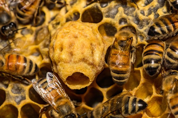 Bee Extermination - Bees are very beneficial to our environment, but a beehive can cause long-term structural damage to your home or building. We will work to safely remove the bees from your property without damaging their nest or colony. Bee Extermination - Bees are very beneficial to our environment, but a beehive can cause long-term structural damage to your home or building. We will work to safely remove the bees from your property without damaging their nest or colony.
