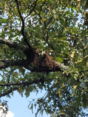 nuisance animal removal - this job was a success  thanks for calling KIB where we keep it beezy  call for all your NUISANCE ANIMAL needs 770-758-3301 or www.keepitbeezy.com