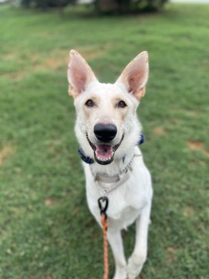 Eviie - Eviie, an all-white German Shepherd, came to me at 8 months old, fearful of everything and everyone. After working with her and her previous owners for six weeks, they struggled to manage her energy and decided to rehome her. At the time I was working as a trainer under at a company in North Carolina.
With structure, training, and boundaries, Eviie has transformed into a confident, adventurous dog who thrives as part of our pack. While she’s still learning manners and boundaries outside the home, her progress has been remarkable.