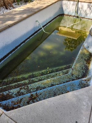 Nw Fresno Green pool - This was a green pool, we drained and cleaned up and then did the start up. came out great. Nw Fresno Green pool - This was a green pool, we drained and cleaned up and then did the start up. came out great.