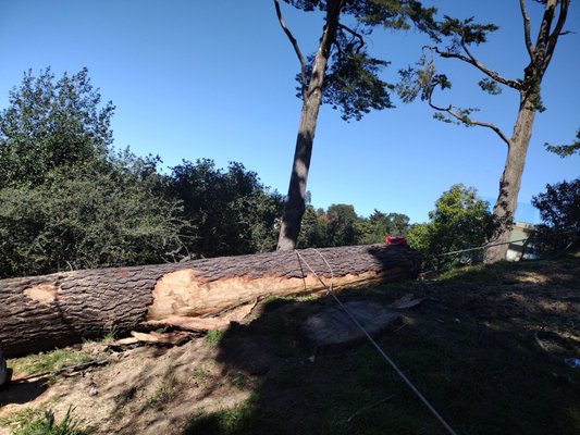 Emergency Service-Large Tree Removal - Emergency Service call- Large Pine tree fallen on house. Immediate response with a professional and safety crew for removal. Emergency Service-Large Tree Removal - Emergency Service call- Large Pine tree fallen on house. Immediate response with a professional and safety crew for removal.