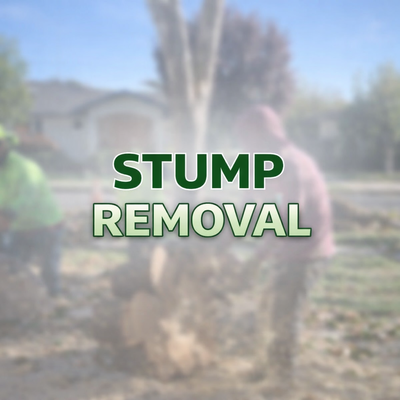 Stump Grinding Services - Stump Removal & Grinding
Leftover stumps can be an eyesore, create tripping hazards, and attract pests. We offer full stump removal and stump grinding to clear your yard and prepare for new landscaping.
We Can:
Grind stumps below ground level
Remove entire root systems if needed
Restore the area for grass, concrete, or planting Stump Grinding Services - Stump Removal & Grinding
Leftover stumps can be an eyesore, create tripping hazards, and attract pests. We offer full stump removal and stump grinding to clear your yard and prepare for new landscaping.
We Can:
Grind stumps below ground level
Remove entire root systems if needed
Restore the area for grass, concrete, or planting
