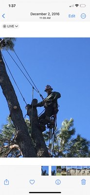 Hazard Tree Removal - Emergency services