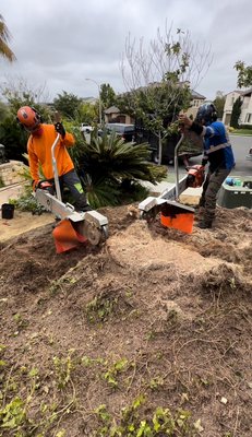 Stump removal - A canary date palm stump was ground in a very difficult place for a large machine, so we had to do the grinding with special machines that were easy to access. The owner of the house wanted it 4ft deep and 8ft wide. This was the beginning. And after the duel he was very happy with his project. Stump removal - A canary date palm stump was ground in a very difficult place for a large machine, so we had to do the grinding with special machines that were easy to access. The owner of the house wanted it 4ft deep and 8ft wide. This was the beginning. And after the duel he was very happy with his project.