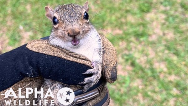 Squirrel removal Murfreesboro TN - May 2026 - We received a call from a Murfreesboro homeowner regarding strange noises coming from their ceiling and attic. Upon our arrival, we provided a free inspection of the attic and located several baby squirrels as well as an adult squirrel. We humanely removed the squirrels, repaired the damage to the roof, and sealed all entry points. This home is now squirrel free and sealed to prevent future infestations. Squirrel removal Murfreesboro TN - May 2026 - We received a call from a Murfreesboro homeowner regarding strange noises coming from their ceiling and attic. Upon our arrival, we provided a free inspection of the attic and located several baby squirrels as well as an adult squirrel. We humanely removed the squirrels, repaired the damage to the roof, and sealed all entry points. This home is now squirrel free and sealed to prevent future infestations.