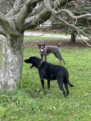Playtime at Highland Kennels! - Playtime for pups! They always have so much fun!
