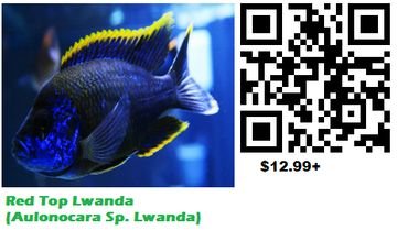 African Cichlids - We have tons of other varieties in store, come stop by today! African Cichlids - We have tons of other varieties in store, come stop by today!