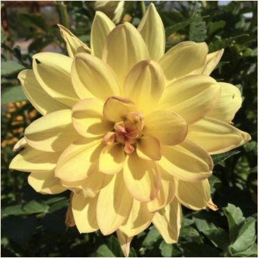 Blooms from the garden - Here are some of my favourite blooms from the garden at the Bella Donna Healing Spa