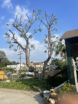 Jacaranda tree trimmed - This jacaranda tree was trimmed and lightened up. Client was preparing for El Niño winds and wanted the tree to be more aerodynamic. Happy client Jacaranda tree trimmed - This jacaranda tree was trimmed and lightened up. Client was preparing for El Niño winds and wanted the tree to be more aerodynamic. Happy client