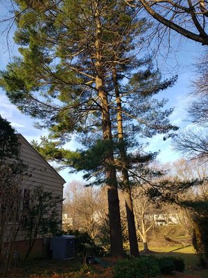 Tree Removal and Stump Grinding - All these trees have been removed for a reason. Tree removal is the last step in Tree Care. We have one of our Certified Arborists look at the trees before removing. Our tree removal crews are experienced and professionals. No matter how big or small the tree is J & B Tree Services takes care of it. Tree Removal and Stump Grinding - All these trees have been removed for a reason. Tree removal is the last step in Tree Care. We have one of our Certified Arborists look at the trees before removing. Our tree removal crews are experienced and professionals. No matter how big or small the tree is J & B Tree Services takes care of it.
