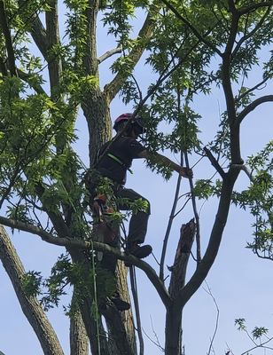 Action Shots - Get a behind-the-scenes look at our skilled team hard at work! From expert climbers tackling challenging trees to our crew operating advanced equipment, these photos highlight the dedication, safety practices, and professionalism that set our service apart. We take pride in every job and every team member who makes it happen. Action Shots - Get a behind-the-scenes look at our skilled team hard at work! From expert climbers tackling challenging trees to our crew operating advanced equipment, these photos highlight the dedication, safety practices, and professionalism that set our service apart. We take pride in every job and every team member who makes it happen.