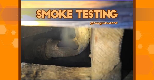 Smoke Testing for Pest & Rodent Entry Points - Smoke testing can help uncover hidden leaks, openings, and other access points that may allow pests or rodents into a home or business. During testing, controlled smoke is introduced into the system so our team can see where it escapes and identify areas that may be contributing to pest activity.
This can be especially helpful when dealing with issues involving drains or plumbing areas, including American roaches, drain flies, and rodents. Once we locate the problem area, we show the customer what we found so they know what needs to be addressed.
Paragon offers smoke testing for both residential and commercial properties throughout the DFW area.
For the portfolio, I’d use the photo as the main image because it clearly shows what’s happening. If Yelp lets you add the video too, absolutely add it because the smoke actually moving out of the opening makes the concept much easier to understand. Smoke Testing for Pest & Rodent Entry Points - Smoke testing can help uncover hidden leaks, openings, and other access points that may allow pests or rodents into a home or business. During testing, controlled smoke is introduced into the system so our team can see where it escapes and identify areas that may be contributing to pest activity.
This can be especially helpful when dealing with issues involving drains or plumbing areas, including American roaches, drain flies, and rodents. Once we locate the problem area, we show the customer what we found so they know what needs to be addressed.
Paragon offers smoke testing for both residential and commercial properties throughout the DFW area.
For the portfolio, I’d use the photo as the main image because it clearly shows what’s happening. If Yelp lets you add the video too, absolutely add it because the smoke actually moving out of the opening makes the concept much easier to understand.