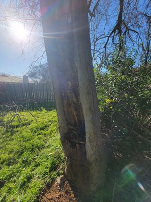 Tree Removal - This was a interesting tree