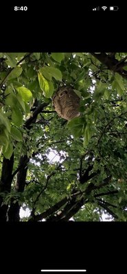 Stinging Insect Day at a VA Hospital. - The VA hospital called and stated that they had two rather large bald-faced hornets nests located on their property. I arrived, examined the areas, and addressed the nests. Stinging Insect Day at a VA Hospital. - The VA hospital called and stated that they had two rather large bald-faced hornets nests located on their property. I arrived, examined the areas, and addressed the nests.