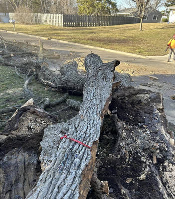 Schedule ash tree removal services - Hire us for ash tree removal services in Maplewood & White Bear Lake, MN
Is your ash tree diseased or dying? You'll be glad to know that Peach Tree Care offers ash tree removal services in the Maplewood & White Bear Lake, MN area. If your tree has become infected, it will take about two years before it's completely dead and at risk of falling. We'll get your tree taken down fast, so you won't have to worry about it becoming a safety hazard.
We'll get rid of your problem tree in no time. Get in touch with us now to arrange for ash tree removal services. Schedule ash tree removal services - Hire us for ash tree removal services in Maplewood & White Bear Lake, MN
Is your ash tree diseased or dying? You'll be glad to know that Peach Tree Care offers ash tree removal services in the Maplewood & White Bear Lake, MN area. If your tree has become infected, it will take about two years before it's completely dead and at risk of falling. We'll get your tree taken down fast, so you won't have to worry about it becoming a safety hazard.
We'll get rid of your problem tree in no time. Get in touch with us now to arrange for ash tree removal services.