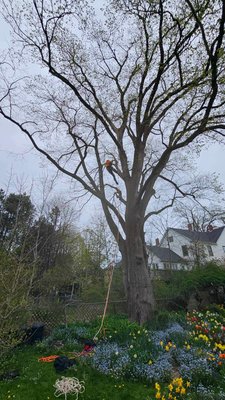 Pruning 350 yr old Elm tree - This was a unique job! I got to climb & prune a 350+ yr old Elm tree in Liverpool. All while keeping the garden below safe & sound. Needless to say, we got the job done with ease. Happy client, happy tree, happy me. Pruning 350 yr old Elm tree - This was a unique job! I got to climb & prune a 350+ yr old Elm tree in Liverpool. All while keeping the garden below safe & sound. Needless to say, we got the job done with ease. Happy client, happy tree, happy me.