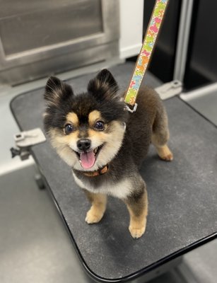 Grooming Photos - Here are some recent grooming pictures so you can see our work. Grooming Photos - Here are some recent grooming pictures so you can see our work.
