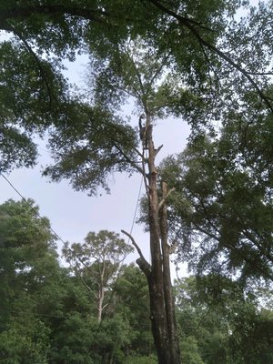 clearing powerlines. giving light. - a customer wanted us to remove a couple trees growing to close to the lines and to get a little light to his home clearing powerlines. giving light. - a customer wanted us to remove a couple trees growing to close to the lines and to get a little light to his home