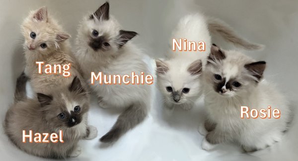 Fall Babies are ready for your home in a Few Weeks! - We have 3 litters that will be ready from October to November. First come first served. Snooze you loose.