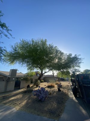 Yard clean up , Palo Verde Tree Pruning - This work was done in one whole day.
Tree Trimming and doing whole yard clean up, One of the Tree branches was already touching the walkway.
After the job done, the house looks a lot better , clean and fresh. Yard clean up , Palo Verde Tree Pruning - This work was done in one whole day.
Tree Trimming and doing whole yard clean up, One of the Tree branches was already touching the walkway.
After the job done, the house looks a lot better , clean and fresh.