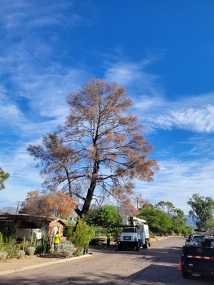 Pine Tree Removal Nov. 9th 2021 - This large dead pine tree was removed safely with our expertise on removals. Every cut was important and has to be precise. Craned each piece out to prevent any damage on the property. Cut down and grounded out the stump! Big job but we got it done! Pine Tree Removal Nov. 9th 2021 - This large dead pine tree was removed safely with our expertise on removals. Every cut was important and has to be precise. Craned each piece out to prevent any damage on the property. Cut down and grounded out the stump! Big job but we got it done!