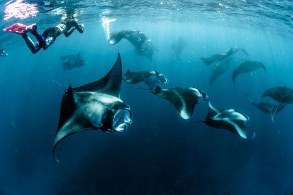 Sunset or Moonlit Manta Tours - Swim with Manta Rays in Hawaii, join Wahine Charters on a once in a lifetime opportunity to experience the graceful nighttime ballet of Kona’s giant Manta Rays during our Manta Ray night snorkel adventure. Kona is the only location on the planet where you can get in the water at night and have over a 90% chance of encountering these gentle giants. The Manta Ray Night Snorkel will be one of your Hawaii experiences you will be talking about for years to come. We provide wet suits, snorkel gear, fresh island fruit, bottled water, Hawaiian juices, soda, and hot cocoa.
Upon arrival at the Manta Ray snorkeling site our captain will give a brief talk about the Manta Rays and what to expect. We will enter Kona’s warm, clear, illuminated water with our experienced guide who will escort you as you hold on to our custom “Light Board”. The lights on our board attract the plankton that the Manta Rays feed on. Float on the surface and watch the seemingly choreographed performance of our Manta Rays with wingspans over 13 feet! Sunset or Moonlit Manta Tours - Swim with Manta Rays in Hawaii, join Wahine Charters on a once in a lifetime opportunity to experience the graceful nighttime ballet of Kona’s giant Manta Rays during our Manta Ray night snorkel adventure. Kona is the only location on the planet where you can get in the water at night and have over a 90% chance of encountering these gentle giants. The Manta Ray Night Snorkel will be one of your Hawaii experiences you will be talking about for years to come. We provide wet suits, snorkel gear, fresh island fruit, bottled water, Hawaiian juices, soda, and hot cocoa.
Upon arrival at the Manta Ray snorkeling site our captain will give a brief talk about the Manta Rays and what to expect. We will enter Kona’s warm, clear, illuminated water with our experienced guide who will escort you as you hold on to our custom “Light Board”. The lights on our board attract the plankton that the Manta Rays feed on. Float on the surface and watch the seemingly choreographed performance of our Manta Rays with wingspans over 13 feet!