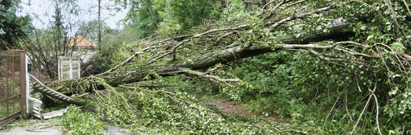 Tree Removal - Castillo Landscaping Services provides reliable tree removal services for the trees on your property. We will handle tree removal services and bush removal services to complete tree and bush disposals with one simple call. To take advantage of our mulching services and the resources we have to offer, contact us at Castillo Landscaping Services today!