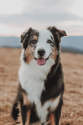 If We Could Talk to The Animals, What Would They Say? - Why is it important to communicate with our animal companions?
* To learn how to improve our pet companions' health, happiness, and wellbeing.
* To address behavioral issues.
* To discuss end-of-life matters.
* To help communicate with rescue and wild animals.
* To better understand what happens to our pet companions when they transition to the spirit
world.
* Our animal companions are like family.
Looking for an animal companion reading, head over to my site and book a reading. If We Could Talk to The Animals, What Would They Say? - Why is it important to communicate with our animal companions?
* To learn how to improve our pet companions' health, happiness, and wellbeing.
* To address behavioral issues.
* To discuss end-of-life matters.
* To help communicate with rescue and wild animals.
* To better understand what happens to our pet companions when they transition to the spirit
world.
* Our animal companions are like family.
Looking for an animal companion reading, head over to my site and book a reading.