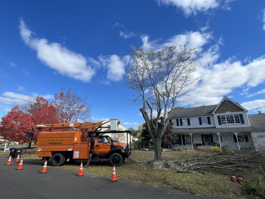 Honey Locus Removal - Another 5 Star* Job Well Done! 

We recently removed this Honey Locust, safely and efficiently from our customer's property. 

If you have a tree that needs to be removal, pruned or trimmed give us a call or visit our website and complete the Free estimate form. 

🌳 Tree Lion LLC 🌳
       Tree Service

Phone: (267) 327-4033
E-Mail: treelionllc@gmail.com
www.treeliontreeservice.com
